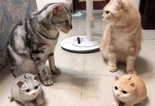 娱乐吃瓜酱小猫民宿,娱乐吃瓜酱的温馨食宿之旅