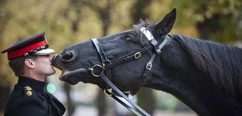 亲吻马的照片,温馨瞬间定格  第2张